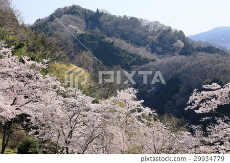 盛開的三個假日公園 盛開的三個假日公園 29934779