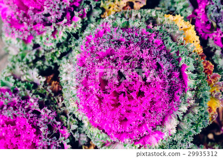 Purple Cabbage or Red Cabbage growing in the farm 29935312