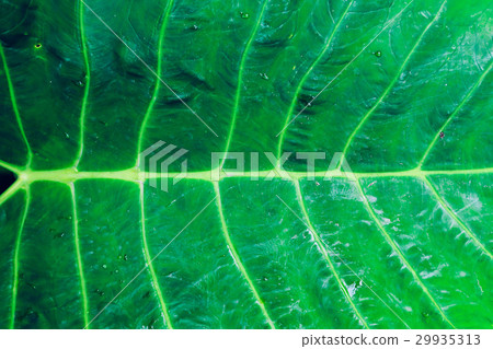 Closeup of Leaf in vintage tone texture Closeup of Leaf in vintage tone texture 29935313