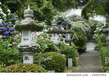 A hydrangea will light 29935842