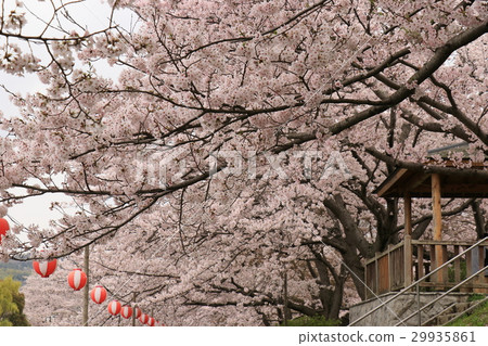 櫻桃樹 29935861