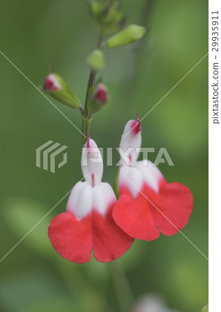 Hot Lips 8521 29935911