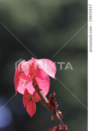 Phellodendron Phellodendron 29935917
