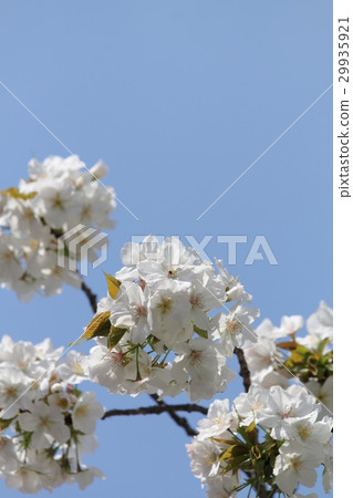 Satozakura Taihaki 29935921