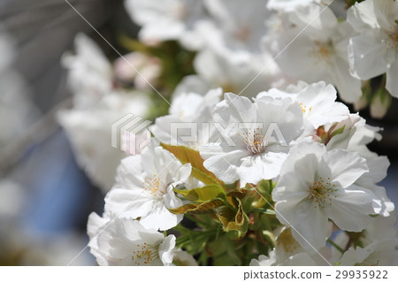 Satozakura Taihaki Satozakura Taihaki 29935922