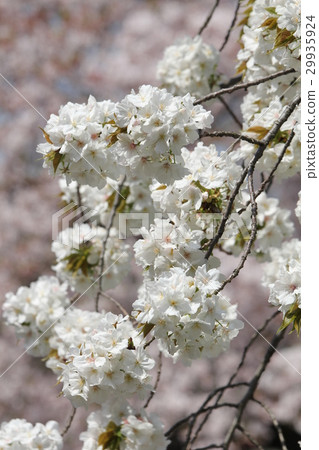 Satozakura Taihaki 29935924