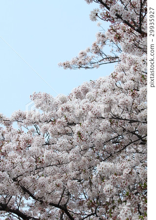吉野櫻花樹 29935927
