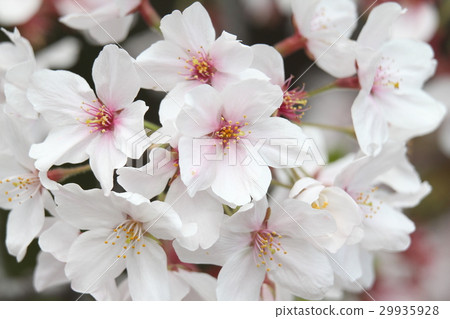 吉野櫻花樹 29935928