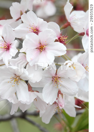 吉野櫻花樹 29935929