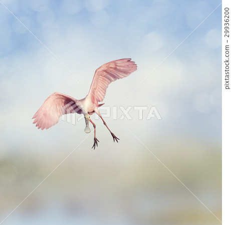 Roseate Spoonbill 29936200