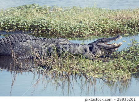 Two American Alligators 29936201