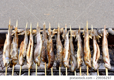 要烤的岩魚 要烤的岩魚 29936297