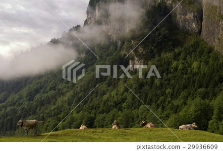 Cows in a alpine meadow Cows in a alpine meadow 29936609