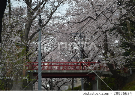 Sakura Saka 29936684