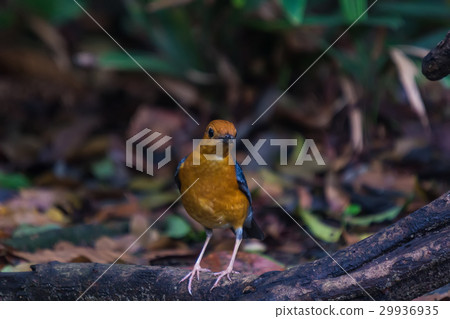 Orange-headed Thrush (Geokichla citrina) Bird Orange-headed Thrush (Geokichla citrina) Bird 29936935