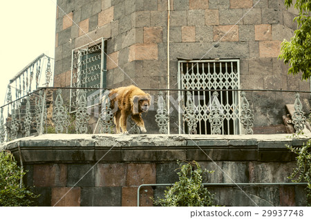 Very old red dog  guard collapsing building 29937748