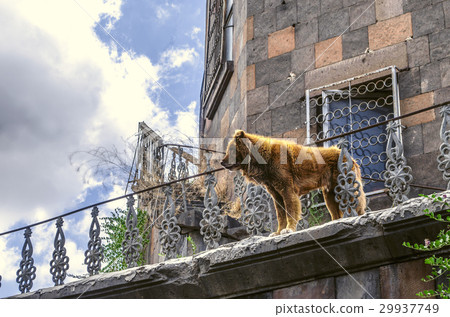 Very large red  dog near  house   29937749