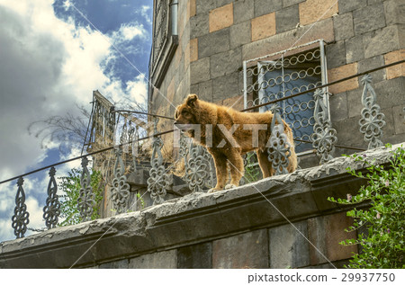 Watchdog large red dog near house 29937750