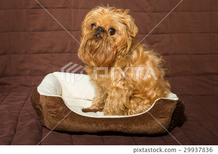 Dog in bed Dog in bed 29937836