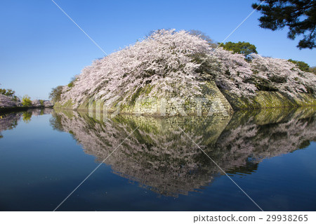 在Hikone城堡Nakahori的櫻花盛開 29938265