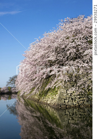 在Hikone城堡Nakahori的櫻花盛開 在Hikone城堡Nakahori的櫻花盛開 29938271