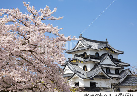 彥根城堡在櫻花的春天 29938285