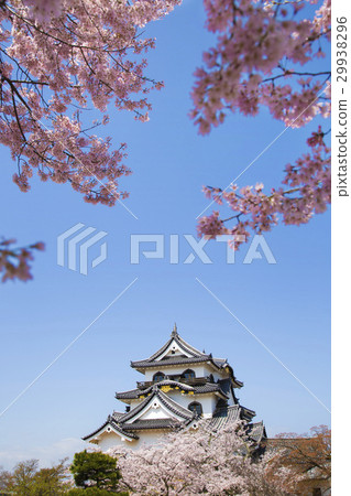 Hikone Castle in spring of cherry blossoms 29938296