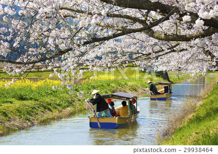 遊覽近江八幡的水禽 29938464