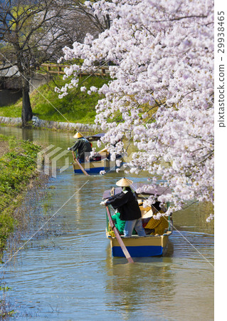 Tour of Omihachiman's waterfowl Tour of Omihachiman's waterfowl 29938465