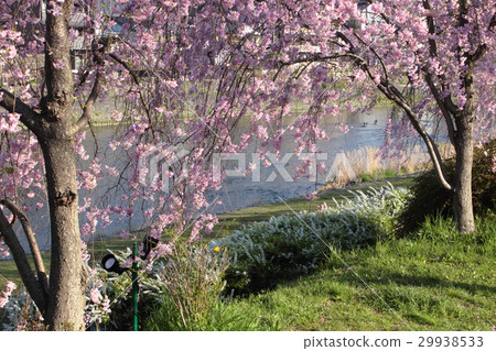 京都鴨川花走廊（Gojo Ohashi的上游） 29938533