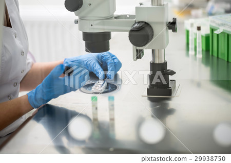 Checking result of in vitro fertilization 29938750