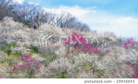 Red plum and white plum 16: 9 29938843