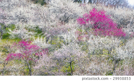 Red plum and white plum 16: 9 29938853