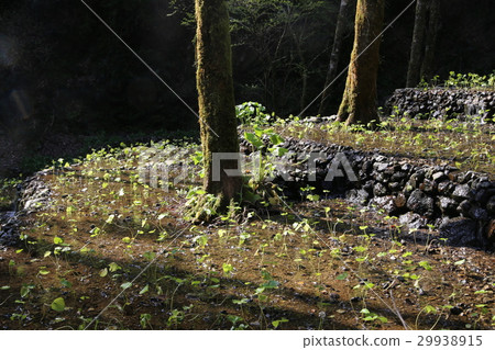 Mountain oak shelf 29938915