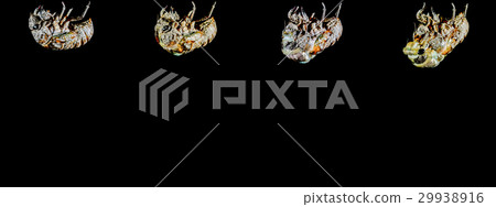 Cicada emergence (cicada) 29938916