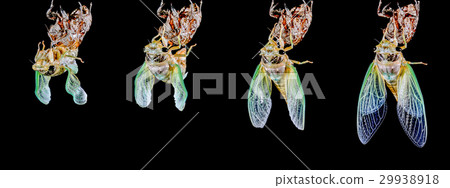 Cicada emergence (cicada) 29938918