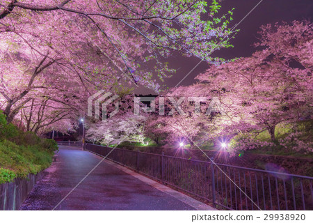 山崎櫻花 29938920