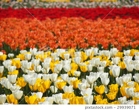 Sakura Tulip Festa 29939071