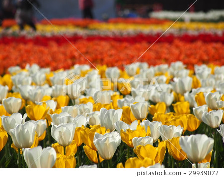 Sakura Tulip Festa 29939072