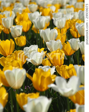 櫻花鬱金香節 櫻花鬱金香節 29939073