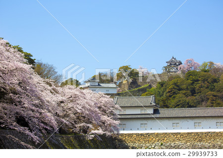 彥根城堡在櫻花的春天 29939733