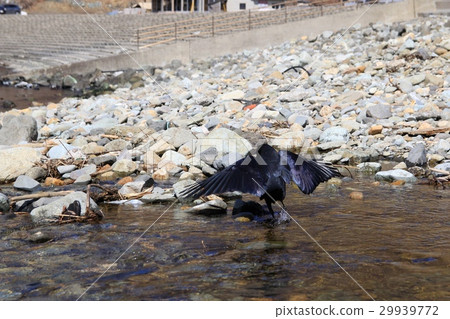 A crow bathing in a seaside stream A crow bathing in a seaside stream 29939772
