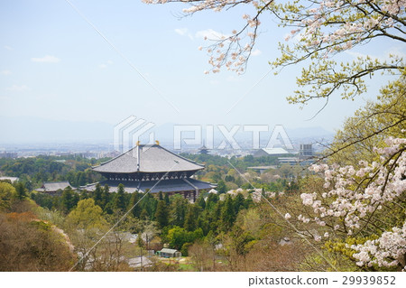 奈良Wakusakuyama大佛景點·櫻花3 奈良Wakusakuyama大佛景點·櫻花3 29939852