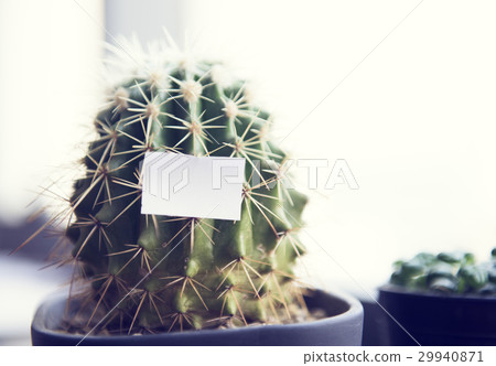 Cactus Nature Natural Small Note Cactus Nature Natural Small Note 29940871