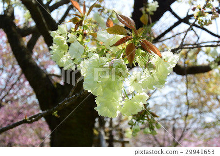 黃色雙櫻桃樹,抑鬱症(薑黃) 黃色雙櫻桃樹,抑鬱症(薑黃) 29941653