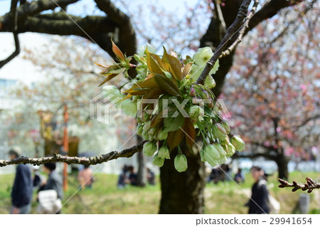 黃色雙櫻桃樹，抑鬱症（薑黃） 29941654