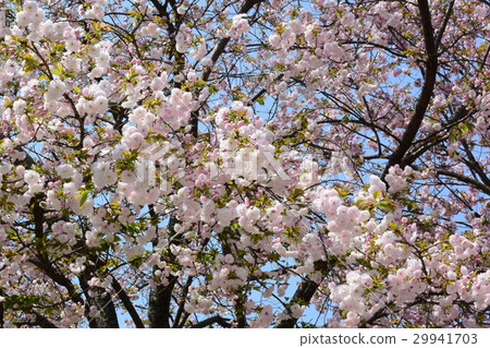 豐富的大輪子的Yaezakura，Sekiyama（Kanzan） 29941703