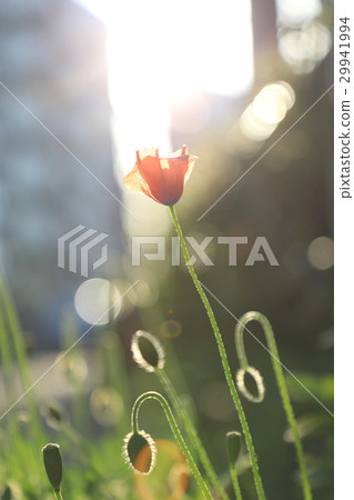 Nagami hinagishi taking sunlight Nagami hinagishi taking sunlight 29941994
