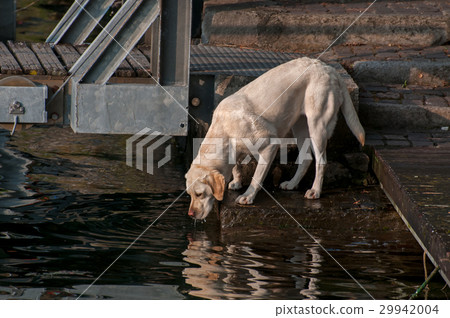 Dog drinking water from Lake Como. Dog drinking water from Lake Como. 29942004
