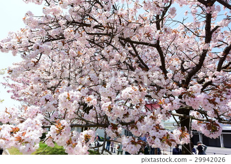 奈良兩次櫻花 29942026